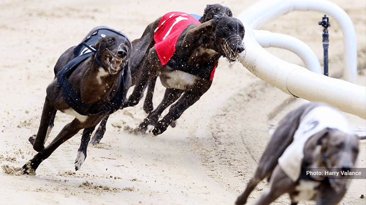 Greyhound Racing Tips - Crayford