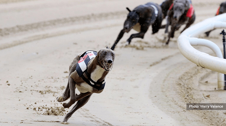 Greyhound Racing Tips Image