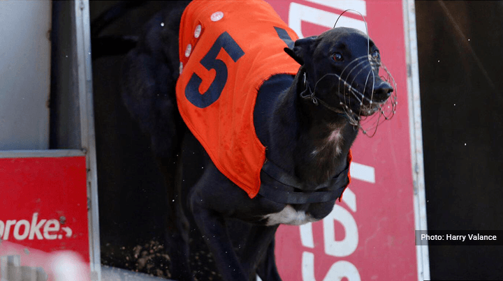 Greyhound Image - Crayford