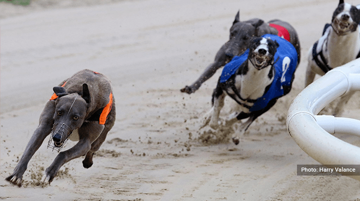 Greyhound Syndicate