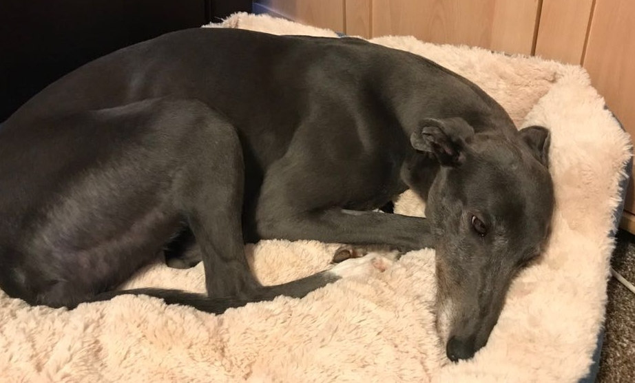 Droopys Dazzle