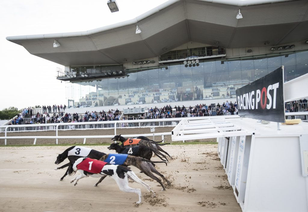 Greyhounds at Dundalk Stadium